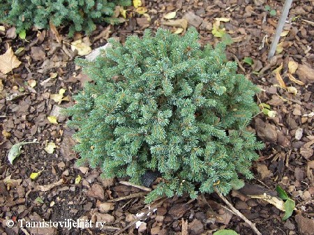 Picea glauca  'Echiniformis'